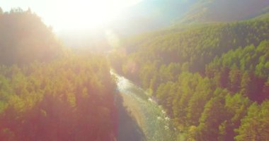 4K hava bakış açısı. Güneşli yaz sabahında, taze, hızlı dağ nehri üzerinde kayalıklarla alçak irtifa uçuşu. Yeşil çam ağaçları ve güneş ışınları. Saf soğuk su akıntısı.