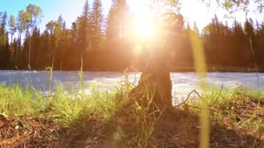 4K UHD dağlık nehir kıyısındaki çayırlarda yeşil çimenler, çam ağaçları ve güneş ışınları. Sonbahar ya da yaz havası. Motorlu kaydırma dolly üzerinde yumuşak hareket.