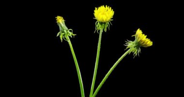 Karahindibanın zaman aşımına uğraması yakın görüş sağlıyor. Çiçek grubunun çiçek açtığı makro çekim. Doğanın bahar sahnesi. Yavaş çekim dönüşü. Siyah üzerine izole krom anahtar.