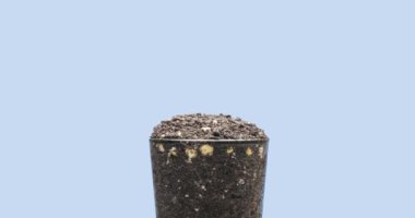 Taze fasulye büyüyen makro zaman atlaması. Tomurcuklanma ve minik bezelye yapraklarının büyümesi. Sağlıklı vejetaryen gıda konsepti. Motorlu panoramik ve masa rotasyonu hareketi. Mavi ekranda. Alfa anahtarı.