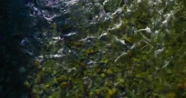 4K hava bakış açısı. Güneşli yaz sabahında, taze, hızlı dağ nehri üzerinde kayalıklarla alçak irtifa uçuşu. Yeşil çam ağaçları ve güneş ışınları. Saf soğuk su akıntısı.