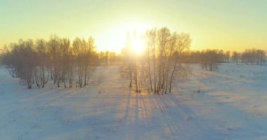Arktik çayırlı soğuk kış manzarası, karla kaplı ağaçlar ve ufukta sabah güneşleri. Aşırı hava.