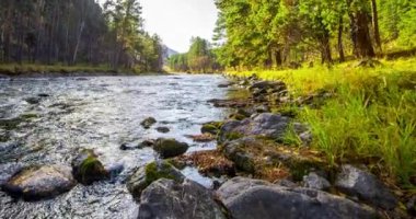 4K dağ nehri zaman dilimi yaz ya da sonbahar zamanı. Vahşi doğa, berrak su ve her zaman yeşil olan kırsal vadi. Güneş ışınları, küçük dere ve sarı otlar. Motorlu doli kaydırma hareketi