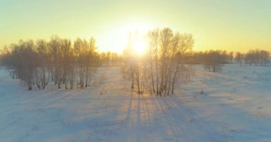 Arktik çayırlı soğuk kış manzarası, karla kaplı ağaçlar ve ufukta sabah güneşleri. Aşırı hava.