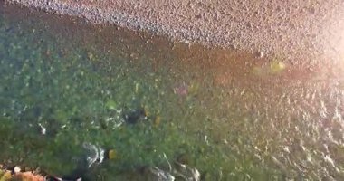 4K hava bakış açısı. Güneşli yaz sabahında, taze, hızlı dağ nehri üzerinde kayalıklarla alçak irtifa uçuşu. Yeşil çam ağaçları ve güneş ışınları. Saf soğuk su akıntısı.