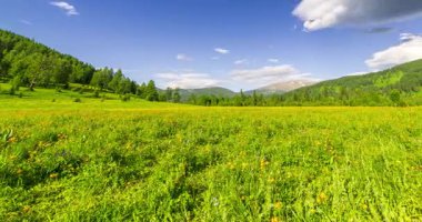 Yaz ya da sonbahar mevsiminde dağdaki çayır zaman atlaması. Vahşi doğa ve kırsal alan. Bulutların hareketi, yeşil çimenler ve güneş ışınları. Motorlu Panorama