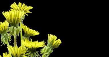 Karahindibanın zaman aşımına uğraması yakın görüş sağlıyor. Çiçek grubunun çiçek açtığı makro çekim. Doğanın bahar sahnesi. Yavaş çekim dönüşü. Siyah üzerine izole krom anahtar.