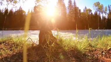 4K UHD dağlık nehir kıyısındaki çayırlarda yeşil çimenler, çam ağaçları ve güneş ışınları. Sonbahar ya da yaz havası. Motorlu kaydırma dolly üzerinde yumuşak hareket.