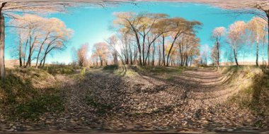 Genç huş ağaçları ve yerdeki yapraklarla dolu düz bir arazide 360 VR Sarı Orman. Hafif bir esinti ve düşen yapraklar mavi gökyüzüne ve parlak güneşe karşı.