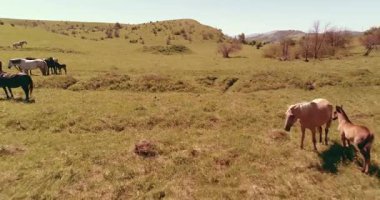 Uçan UHD 4K vahşi at sürüsü üzerinde uçuyor. Vahşi yaz dağlarının üzerinde uçmak doğa. Güneşli kırsal yeşil çimen çiftliğinde güzel hayvanlar. Özgürlük ekolojisi kavramı.