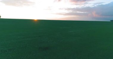 4K UHD hava görüntüsü. Güneşli yaz akşamlarında sonsuz yeşil tarlaları olan kırsal arazinin üzerinde alçak uçuş. Ufuktaki güneş ışınları. Hızlı yatay hareket. Sonbaharda tarım arazisi.