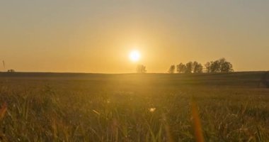4K UHD düz tepe çayır zamanı yaz veya sonbahar günbatımında. Vahşi doğa ve kırsal çimler. Güneş ışınları ve yeşil ağaçlar. Motorlu doli kaydırıcı