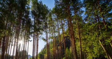 Dağ Yeşili Çam Ağacı Ormanı yaz ve sonbaharda zaman aşımına uğrar. Vahşi doğa, berrak su ve kırsal vadi. Güneş ışınları, küçük dere ve sarı otlar. Motorlu doli kaydırma hareketi