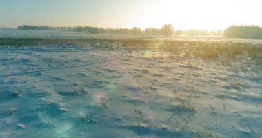 Arktik çayırlı soğuk kış manzarası, karla kaplı ağaçlar ve ufukta sabah güneşleri. Aşırı hava.