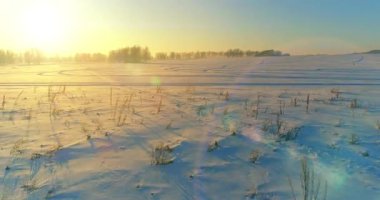 Arktik çayırlı soğuk kış manzarası, karla kaplı ağaçlar ve ufukta sabah güneşleri. Aşırı hava.