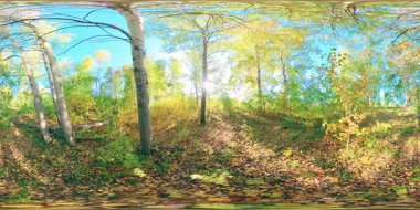 360 VR genç huş ağaçlarıyla dolu düz alanda yeşil ve sarı orman. Canlı otlarla dolu alan küçük çalılara yakındır. Yazın ya da sonbaharda güneşli bir günde çayırda. Kırsal yol.