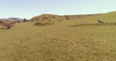 Uçan UHD 4K vahşi at sürüsü üzerinde uçuyor. Vahşi yaz dağlarının üzerinde uçmak doğa. Güneşli kırsal yeşil çimen çiftliğinde güzel hayvanlar. Özgürlük ekolojisi kavramı.