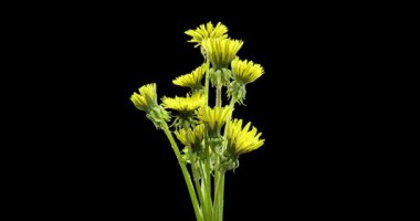 Karahindibanın zaman aşımına uğraması yakın görüş sağlıyor. Çiçek grubunun çiçek açtığı makro çekim. Doğanın bahar sahnesi. Yavaş çekim dönüşü. Siyah üzerine izole krom anahtar.