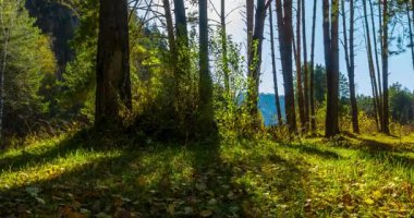 4k dağı, çam ağacı ormanı yaz ya da sonbahar zamanında zaman kavramına dönüşür. Vahşi doğa, berrak su ve kırsal vadi. Güneş ışınları, küçük dere, nehir ve sarı otlar. Motorlu doli kaydırma hareketi