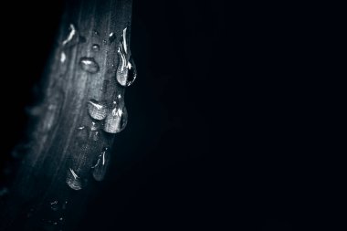 water drops after rain on leaf