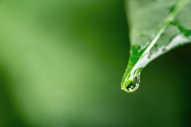 water drops after rain on leaf