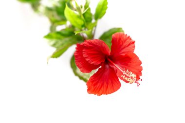 Hibiscus Bahçede Tropik Çiçek