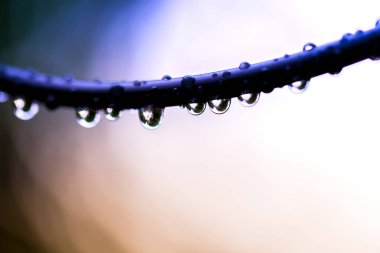 water drops after rain on leaf