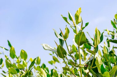 Mangrov ağaçlar deniz boyunca