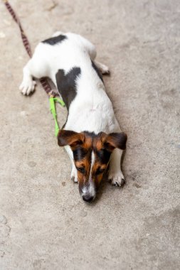 Jack Russell eğleniyor..