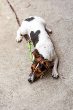 Jack Russell eğleniyor..