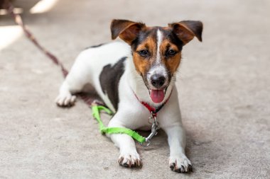 Jack Russell eğleniyor..
