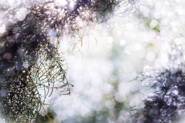 Güneşin altındaki yaprakların deseni doğanın güzelliğini yansıtır..