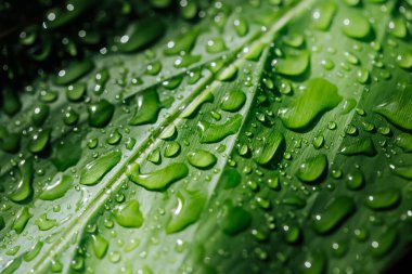 yeşil yaprak yağmur sonra su damlaları