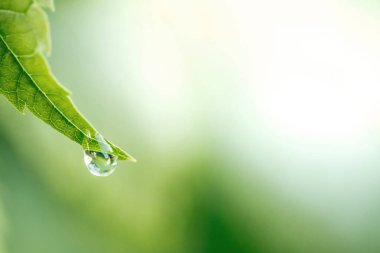 yeşil yaprak yağmur sonra su damlaları