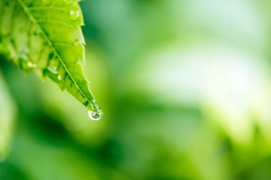 yeşil yaprak yağmur sonra su damlaları