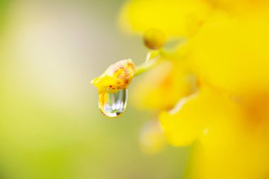 water drops after rain on background