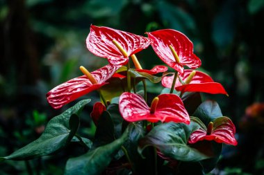 Bahçedeki güzel spadix çiçeği, seçici odak
