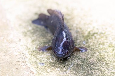 Climbing perch fish on background