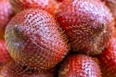 Salak (Salacca zalacca) familyasından bir palmiye ağacı 