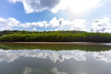 Mangrov ağaçlar deniz boyunca