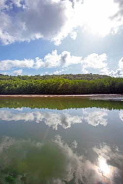 Mangrov ağaçlar deniz boyunca