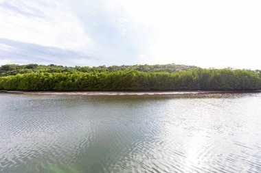 nature around in mangrove forest