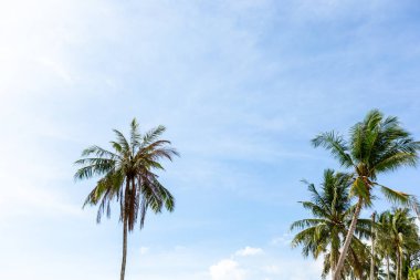 Hindistan cevizi ağacında hindistan cevizi kümesi 