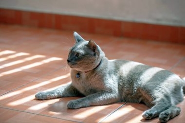 Gri kedi güneşin altında yatıyor