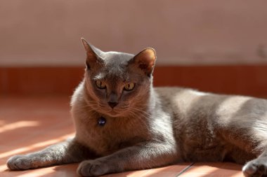 Gri kedi güneşin altında yatıyor