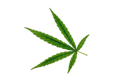 Leaves with strange shapes and patterns