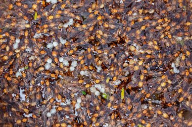 Red ant eggs and red ant larvae
