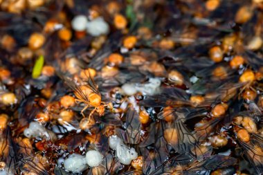 Red ant eggs and red ant larvae