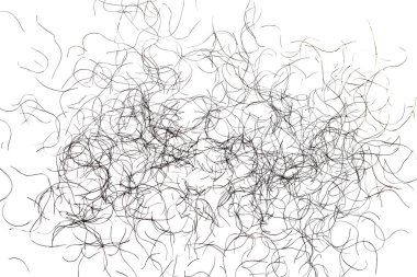 pubic hair fall isolated on white background