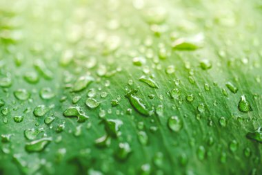 yeşil yaprak yağmur sonra su damlaları